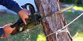 Best Tree Removal Services  in Linwood, PA